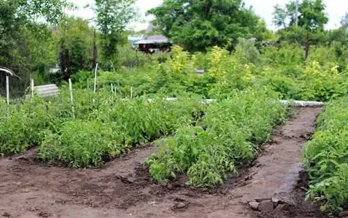 Сад может быть красивым в марте