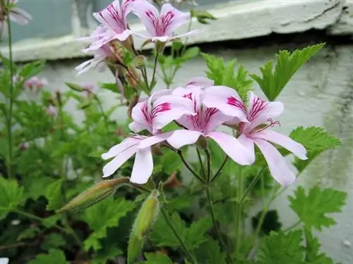 Герань москитная (Pelargonium citrodorum)
