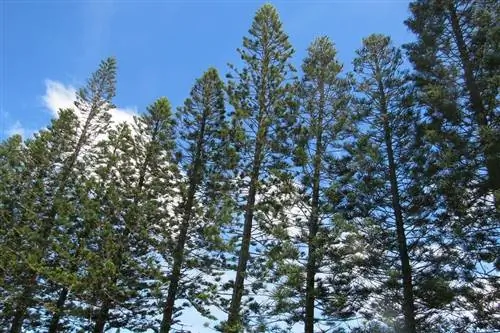 Сосна Кука (Araucaria columnaris)