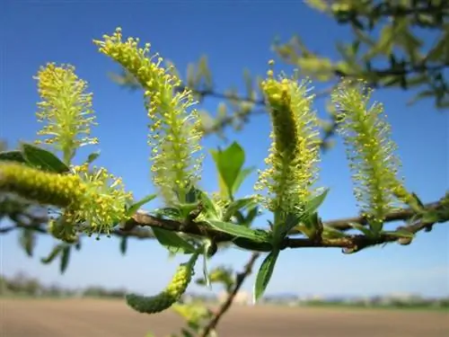 Salix alba цветы Salix alba цветы
