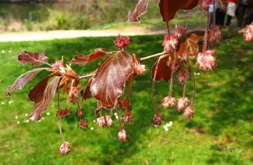 Fagus sylvatica цветы Fagus sylvatica цветы