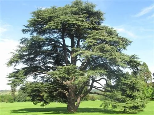 Cedrus atlantica 'Glauca' в саду