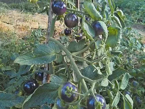 Синий помидор (Solanum lycopersicum)