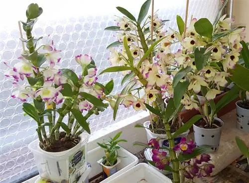 Горшок с Dendrobium nobile
