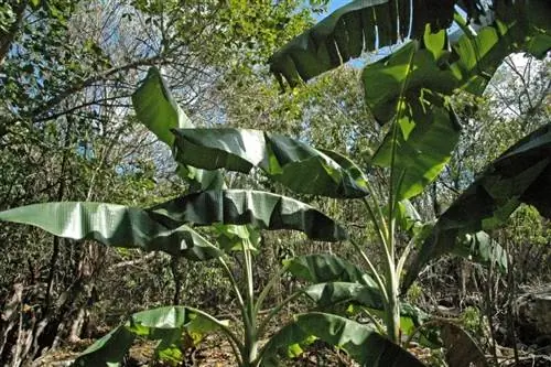 Растения Musa acuminata Растения Musa acuminata