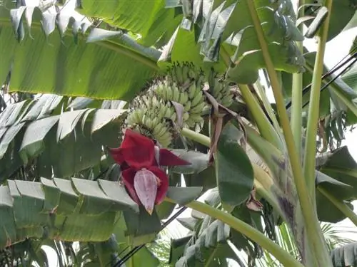 Плоды Musa acuminata Плоды Musa acuminata