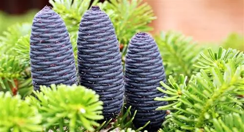 Пихта корейская (Abies koreana)