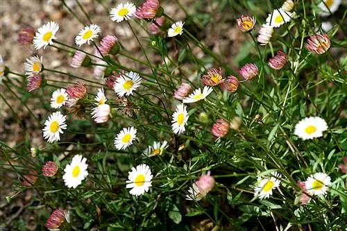 Маргарет Дейзи (Erigeron karvinskianus)