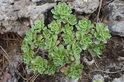 Скальный пирог (Aeonium spathulatum)