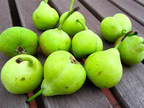 Груши Святого Иоанна (Pyrus communis)