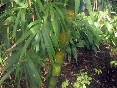 Желтый бамбук (Phyllostachys aurea)