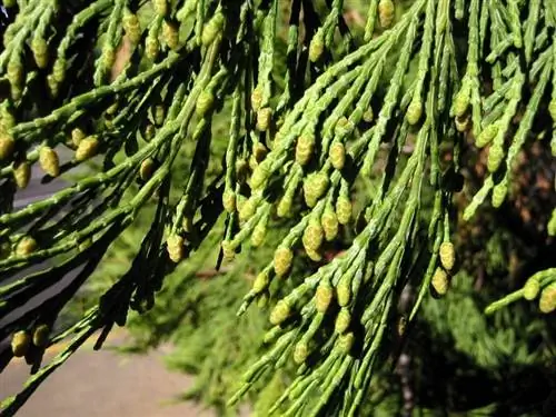Calocedrus decurrens Calocedrus decurrens