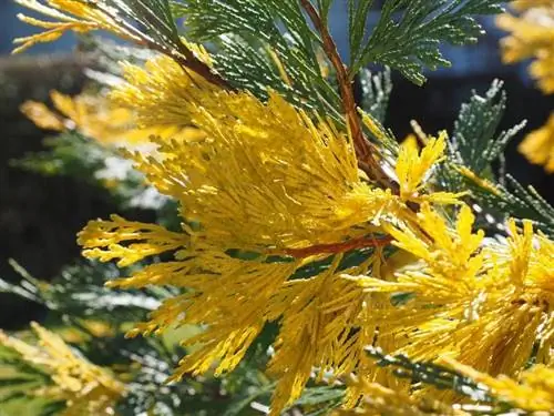 Вид на листья Calocedrus decurrens Вид на листья Calocedrus decurrens