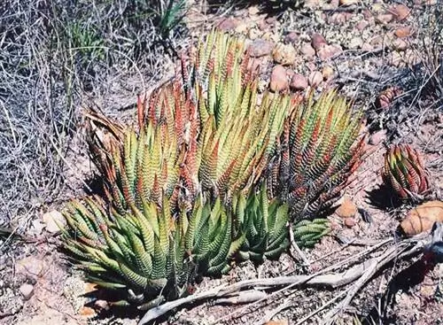 Haworthia fasciata в естественной среде обитания