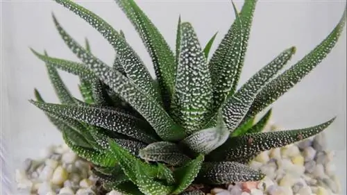 Растение зебры (Haworthia fasciata)
