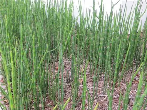Equisetum hyemale растение
