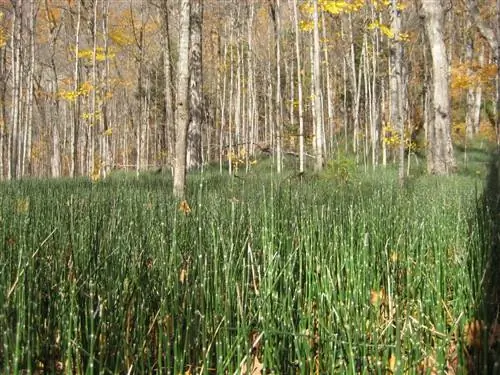 Вид Equisetum hyemale в среде обитания