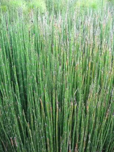 Equisetum hyemale