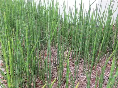 Зимний хвощ (Equisetum hyemale)