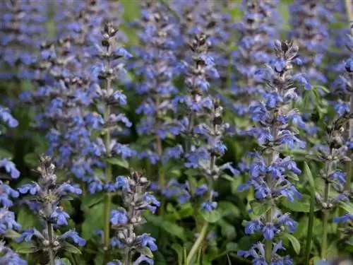 Ajuga reptans