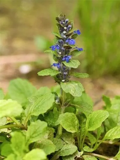 Растение Ajuga reptans