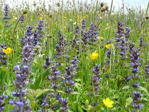 Бугула (Ajuga reptans)