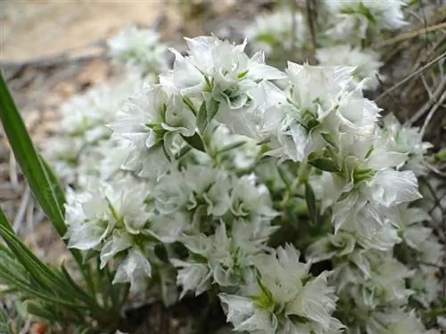 Невадилья (Paronychia argentea)