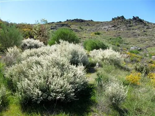 Белая метла (Cytisus multiflorus)