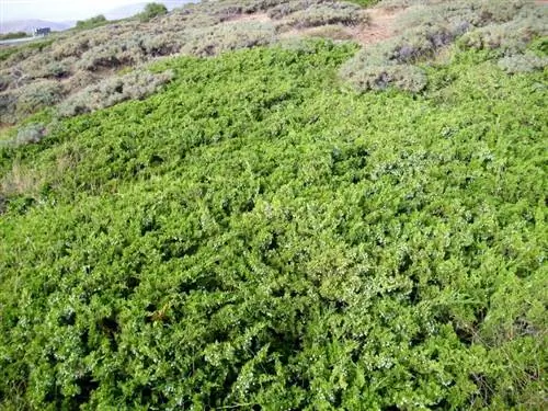 Juniperus sabina растет в открытом грунте.