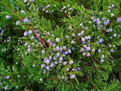 Плоды Juniperus sabina мелкие.