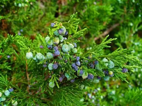 Вид на Juniperus sabina