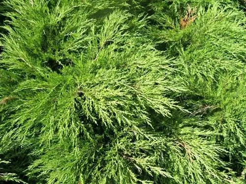 Листья Juniperus sabina вечнозеленые.