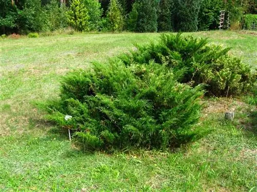 Можжевельник стелющийся (Juniperus sabina)