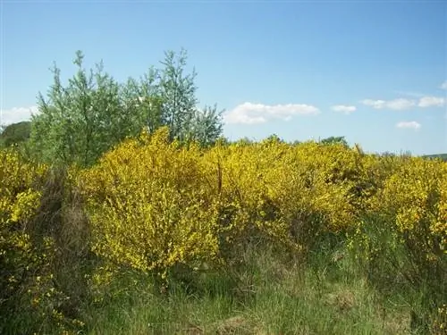 Cytisus scoparius - кустарник умеренного климата.