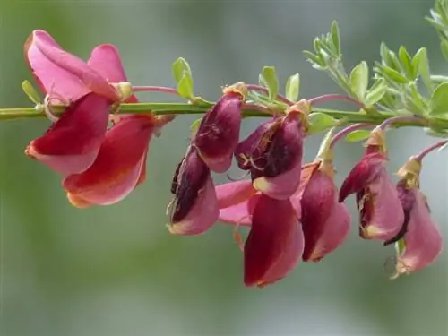 Цветки Cytisus scoparius могут быть желтыми или розовыми.