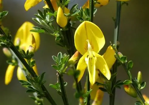 Цветки Cytisus scoparius желтые.