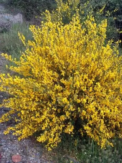 Вид на Cytisus scoparius в цвету