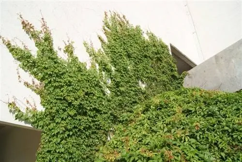Cissus sicyoides