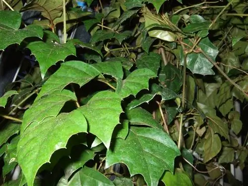 Каковы характеристики Cissus?