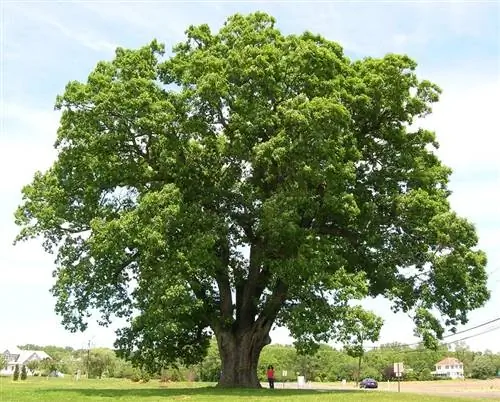 Дуб белый (Quercus alba)
