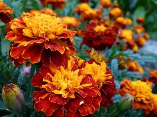 Tagetes patula или дамасский Tagetes patula или дамасский