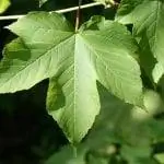 Лист Acer pseudoplatanus зеленый.