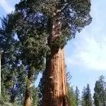 Вид на экземпляр Sequoiadendron giganteum