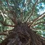 Образец Sequoiadendrum giganteum