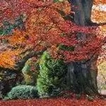 Образец Fagus sylvatica 'Atropurpurea'
