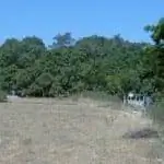 Фикус бенгальский в среде обитания