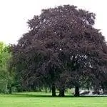 Образец Fagus sylvatica 'Atropurpurea'