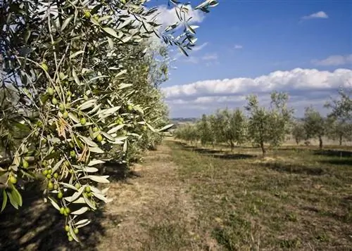 Оливковое дерево Ходжибланка (Olea europaea)