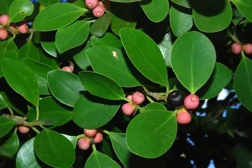 Деталь Ficus microcarpa Деталь Ficus microcarpa
