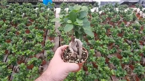 Фикус микрокарпа в горшке Фикус микрокарпа в горшке